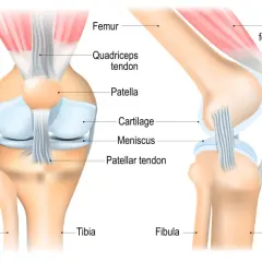 Detailansicht der Knieanatomie mit Knochen, Muskeln und Sehnen. Femur, Patella, Tibia und Fibula sind klar erkennbar.