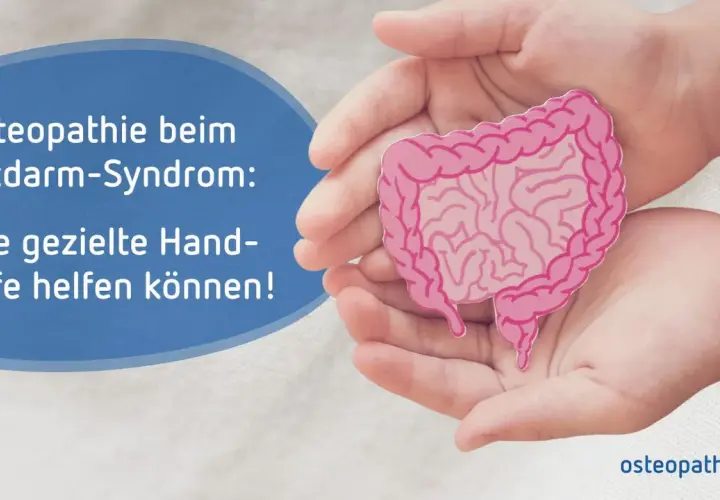 Hände halten ein Darmmodell. Osteopathie beim Reizdarm-Syndrom: Gezielte Griffe können Linderung bringen.