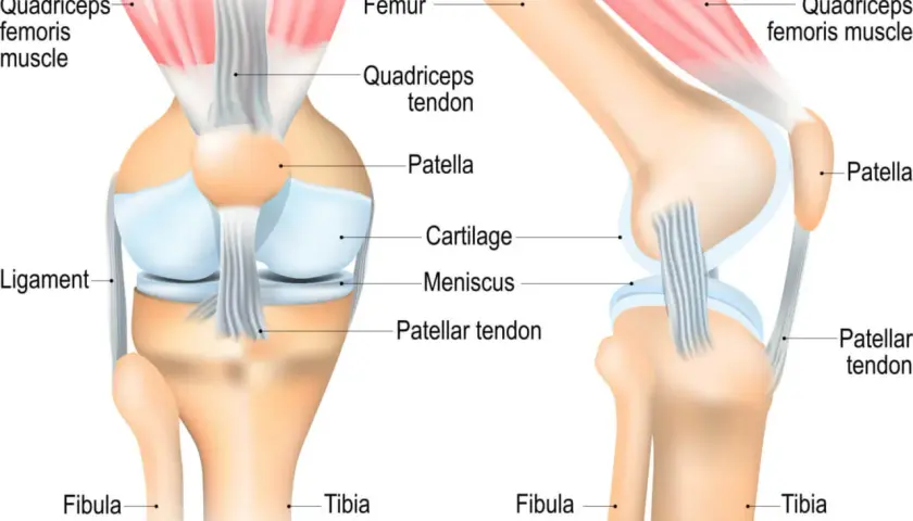 Anatomische Darstellung des menschlichen Knies mit Knochen (Femur, Tibia, Fibula), Muskeln (Quadrizeps femoris), Sehnen (Quadrizepssehne, Patellasehne) und Knorpel (Meniskus, Knorpel).