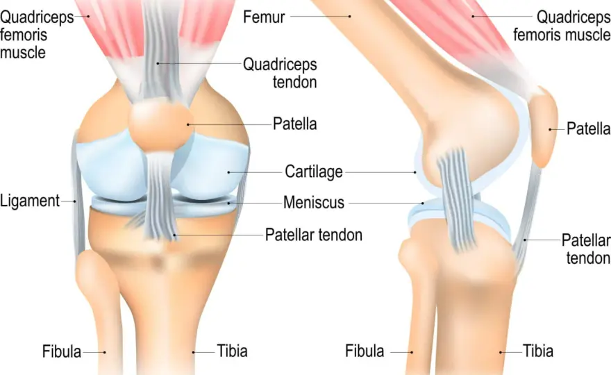 Knie Anatomie Knochen - Was Femur, Tibia, Patella wirklich tun