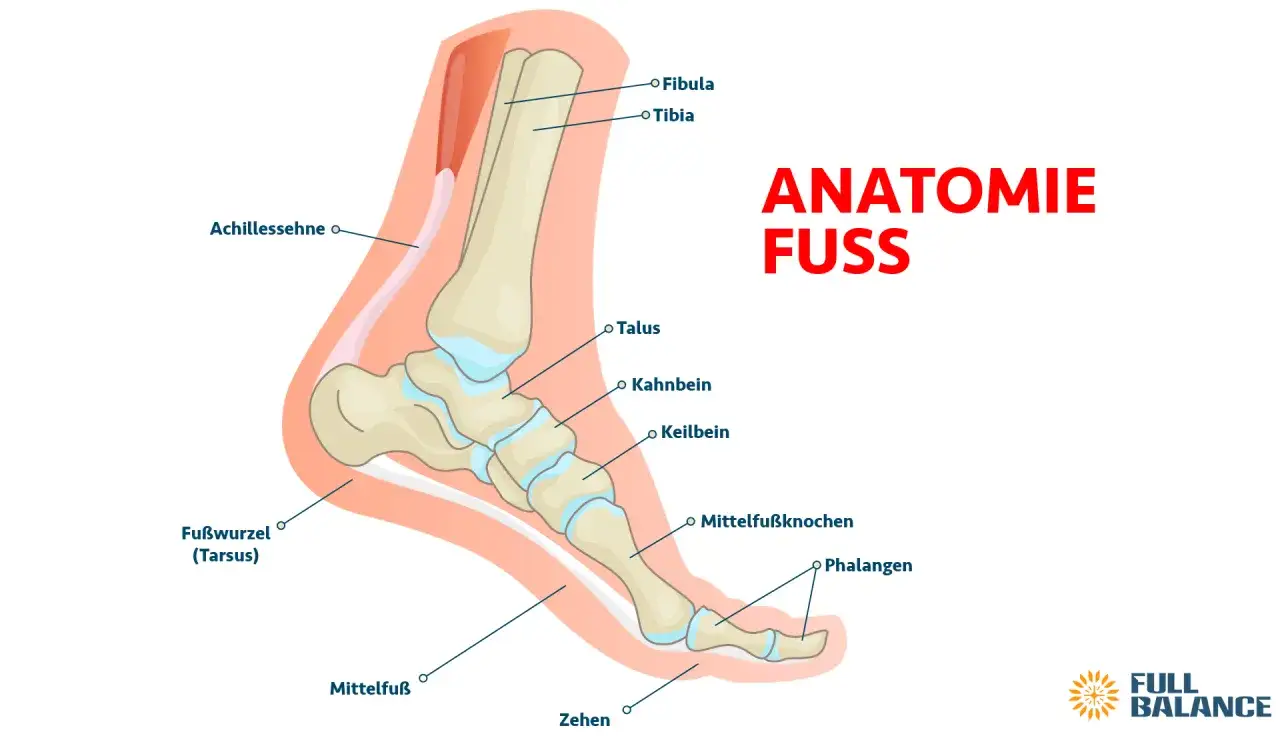 Anatomie des Fußes mit detaillierter Darstellung der Tarsus-Knochen, Tibia, Fibula und Achillessehne.