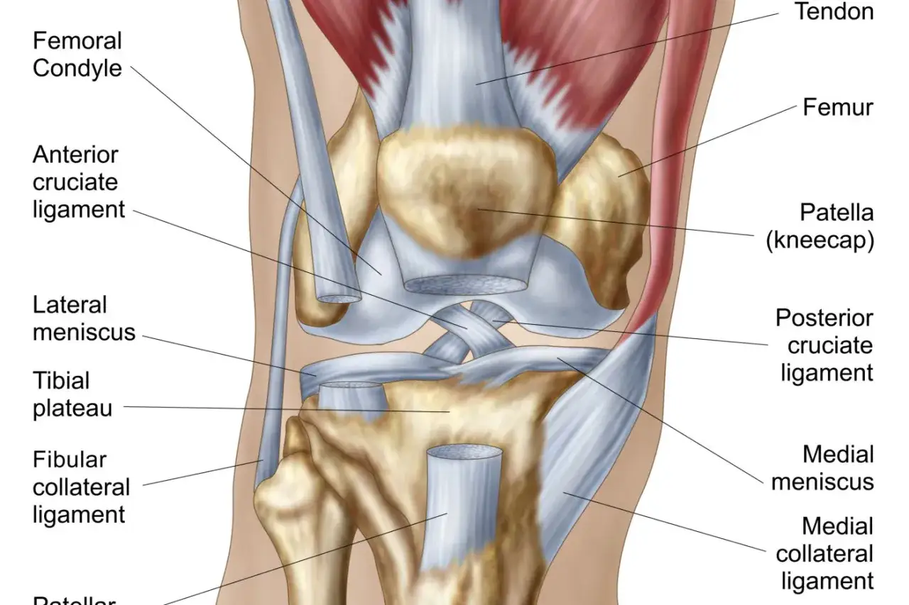 Anatomische Darstellung des Knies mit Sehnen, B&auml;ndern und Menisken. M&ouml;gliche Entz&uuml;ndung der Pes anserinus-Schleimbeutel.