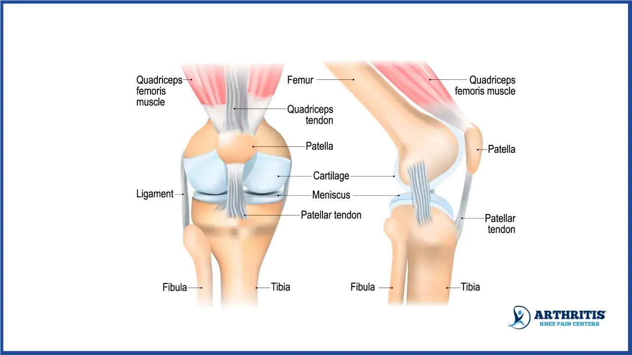 Anatomische Darstellung des menschlichen Knies mit Knochen, Muskeln, Sehnen und B&auml;ndern. Das Knie ist ein komplexes Gelenk.