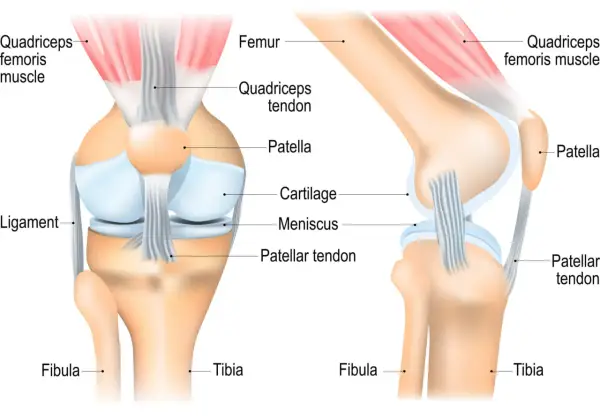 Detailansicht der Knieanatomie mit Knochen, Muskeln und Sehnen. Femur, Patella, Tibia und Fibula sind klar erkennbar.